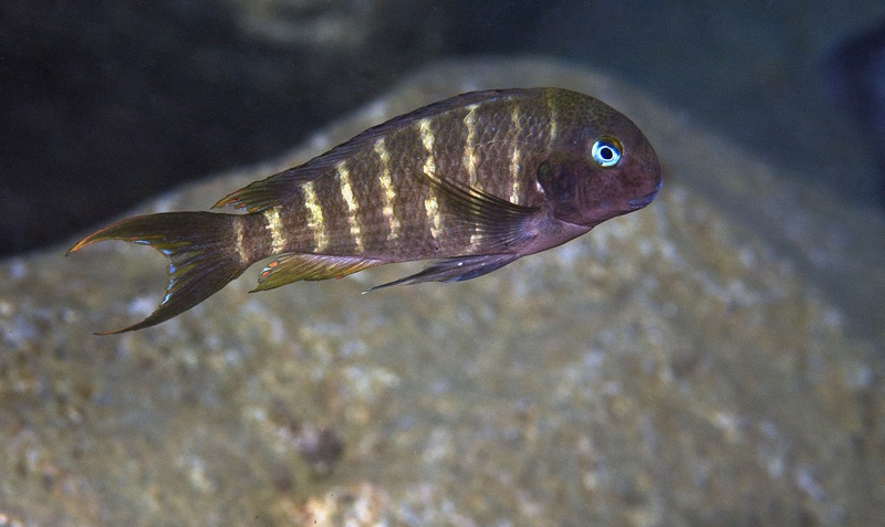 Tropheus polli 'Miyako Point'